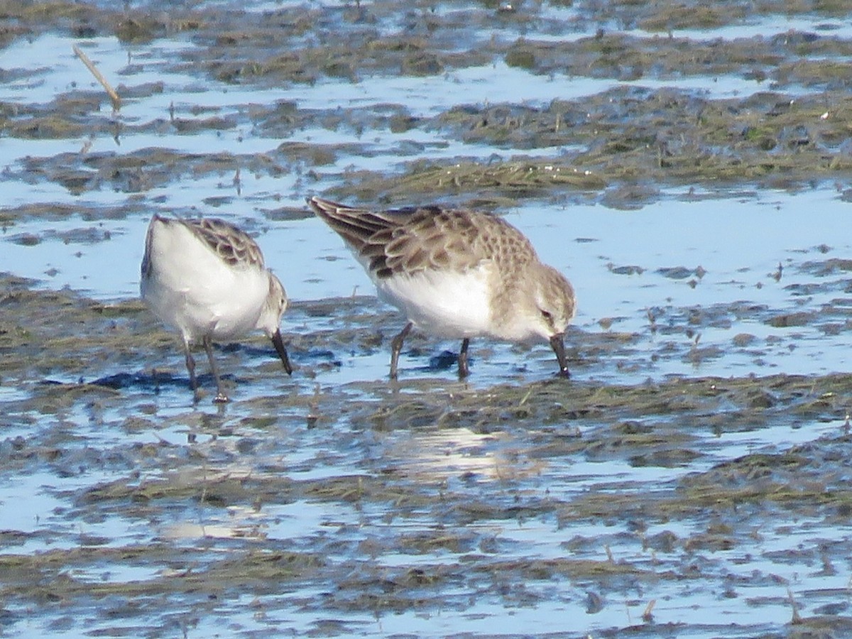 Little Stint - ML646355999
