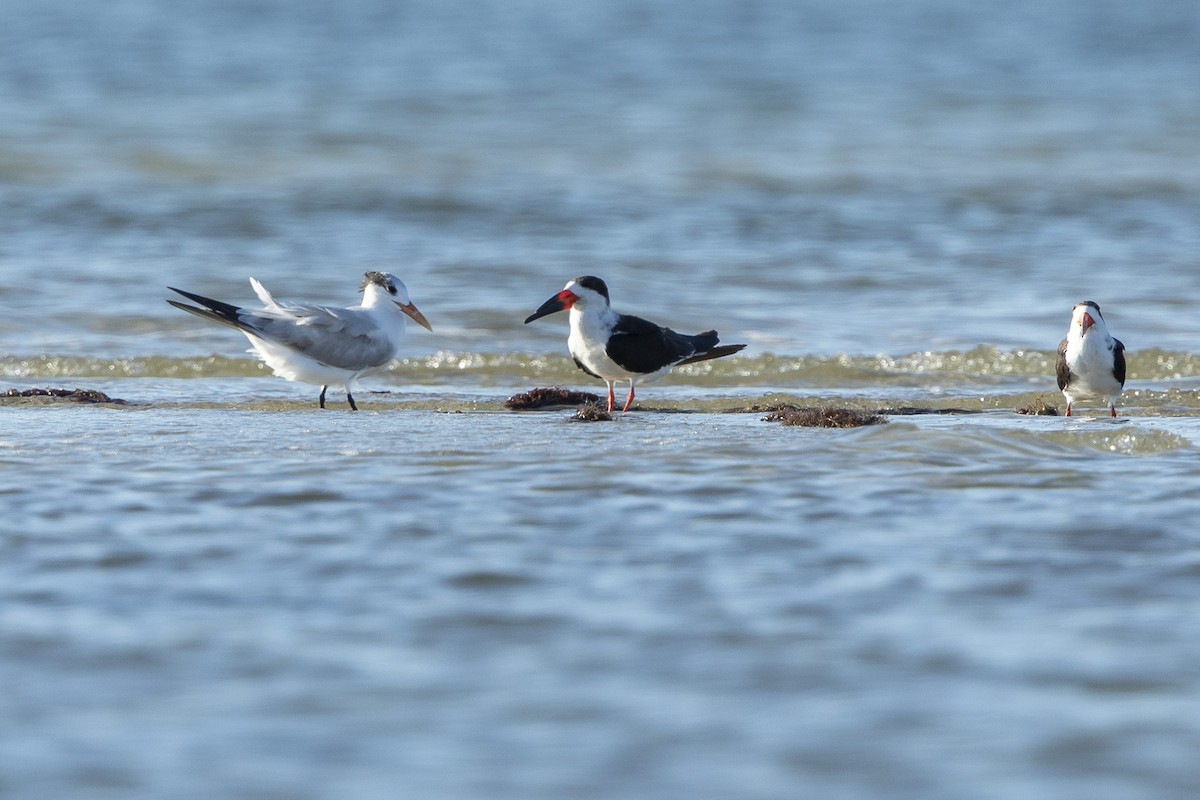Royal Tern - ML646356000