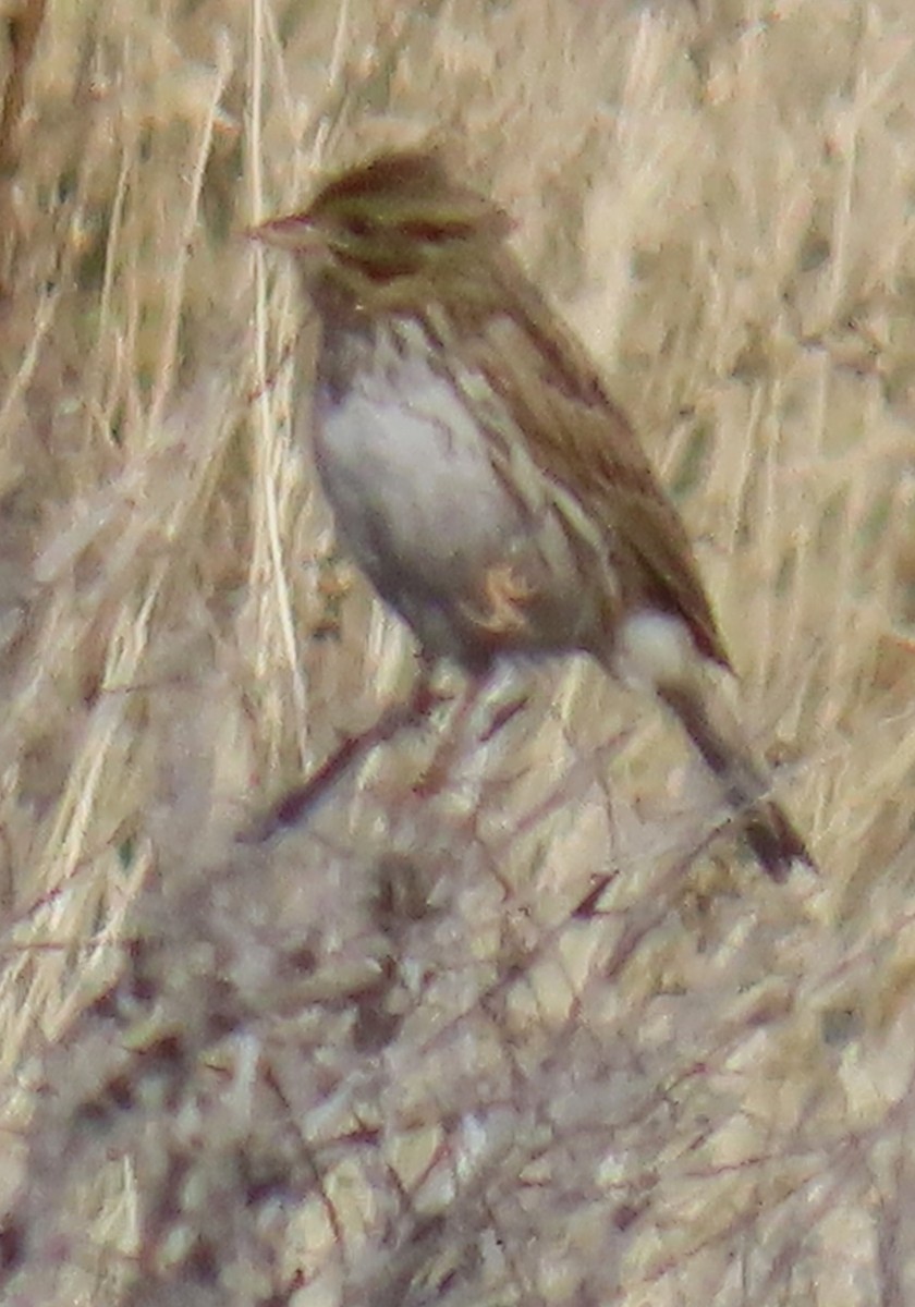 Savannah Sparrow - ML646356001