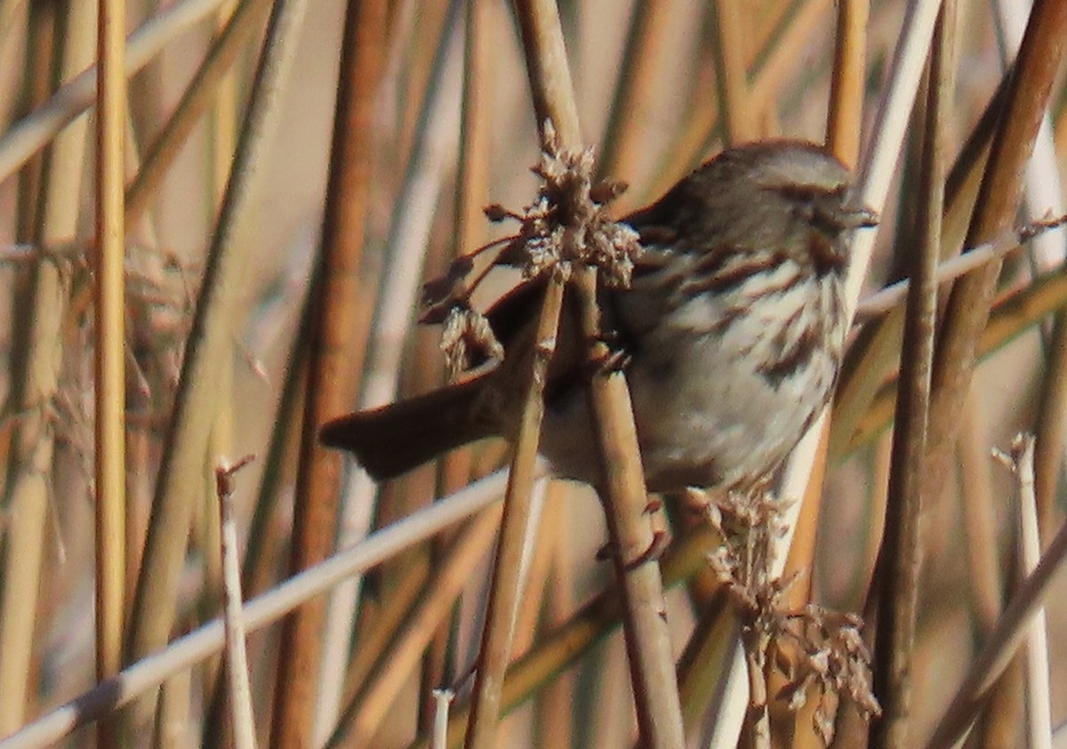 Song Sparrow - ML646356002