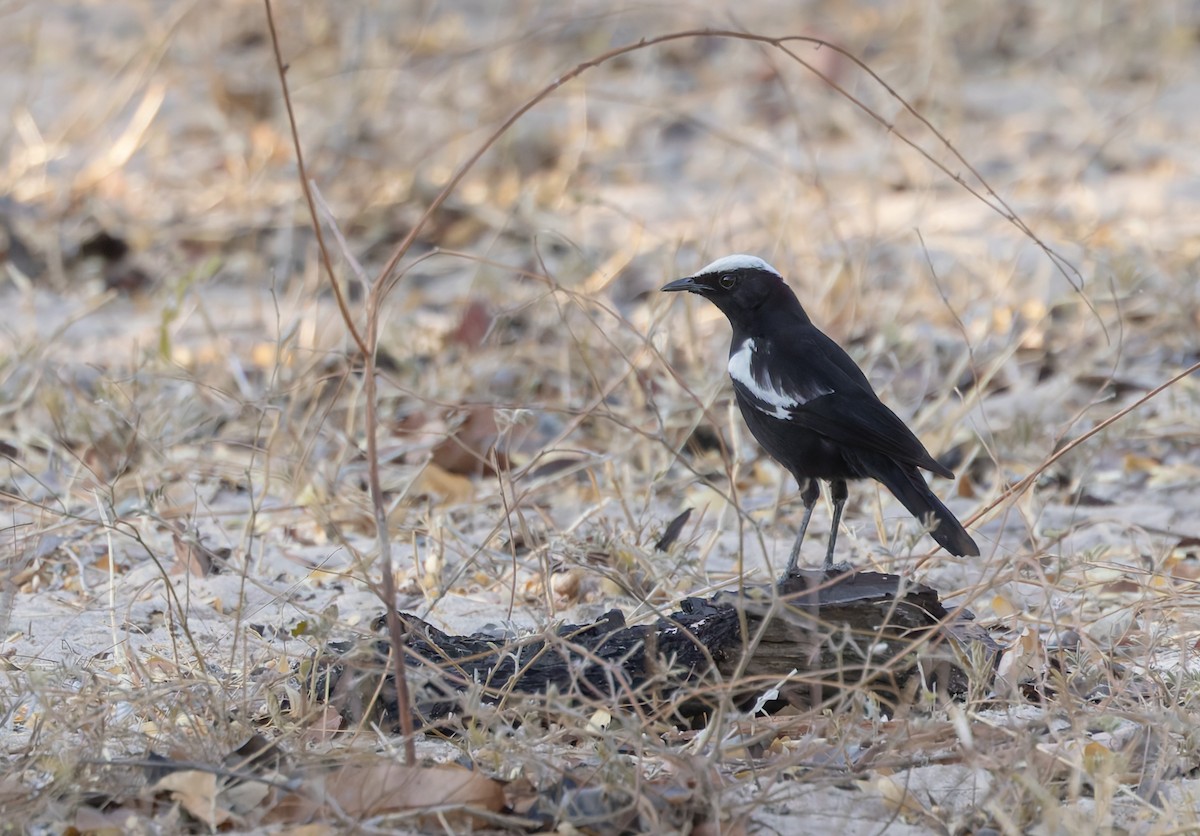 Arnot's Chat - ML646356006