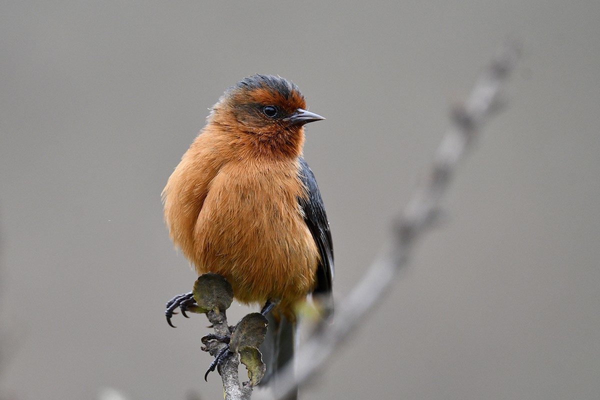 Rufous-browed Conebill - ML646356007
