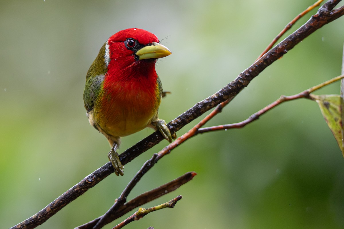 Red-headed Barbet - ML646356008