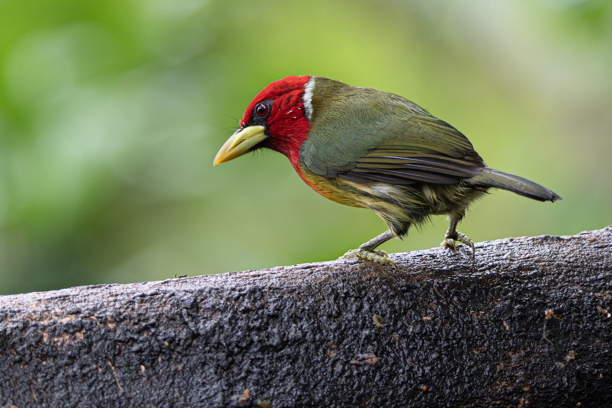 Red-headed Barbet - ML646356009