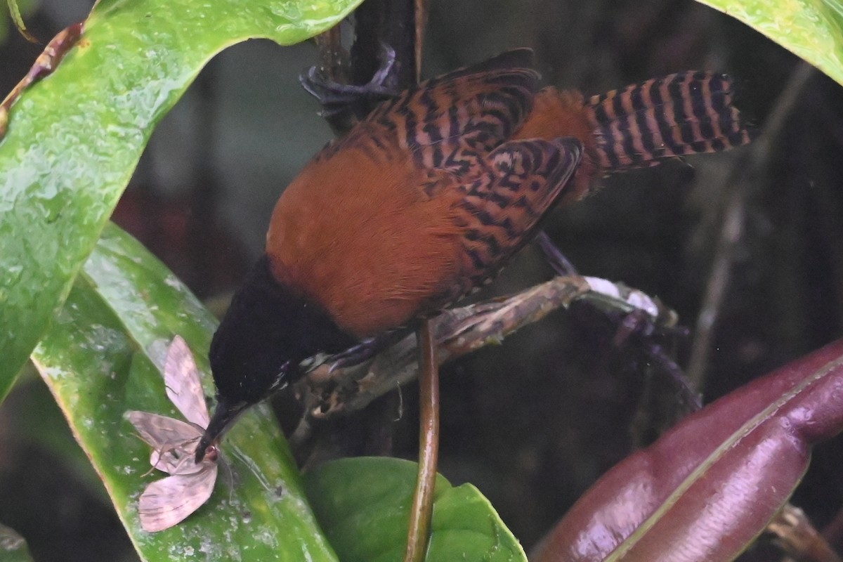 Bay Wren - ML646356010