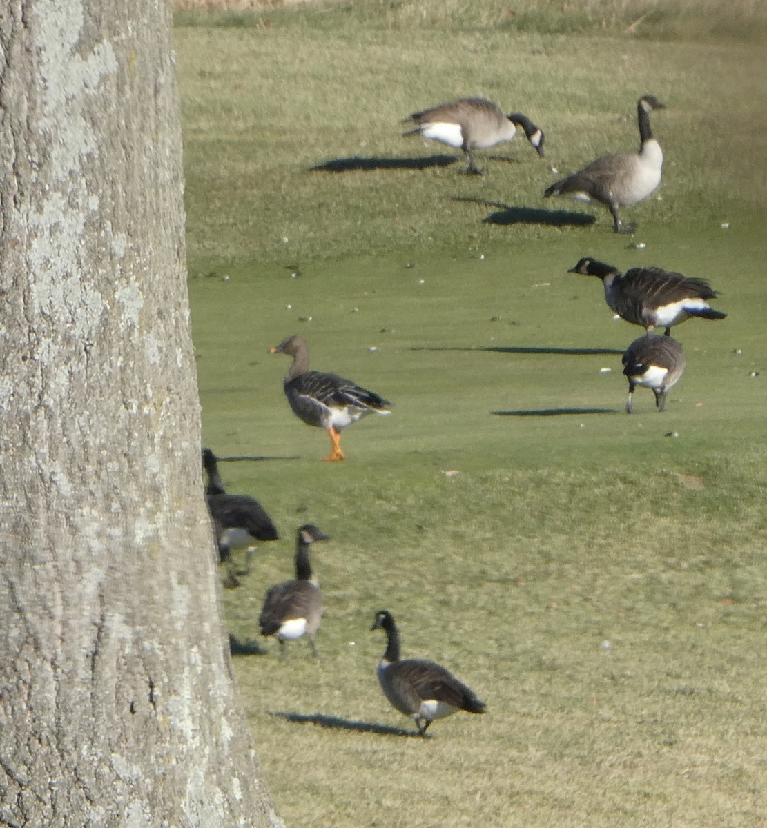 Tundra Bean-Goose - ML646356011