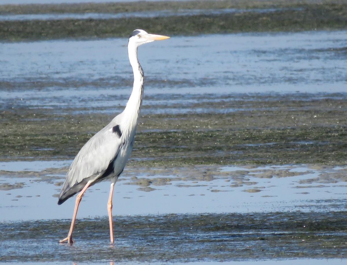 Gray Heron - ML646356012