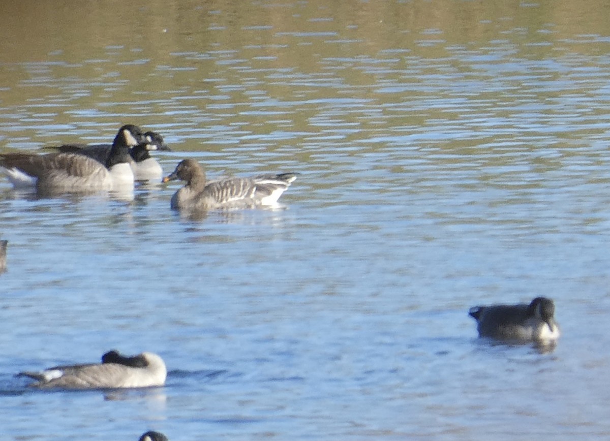 Tundra Bean-Goose - ML646356013
