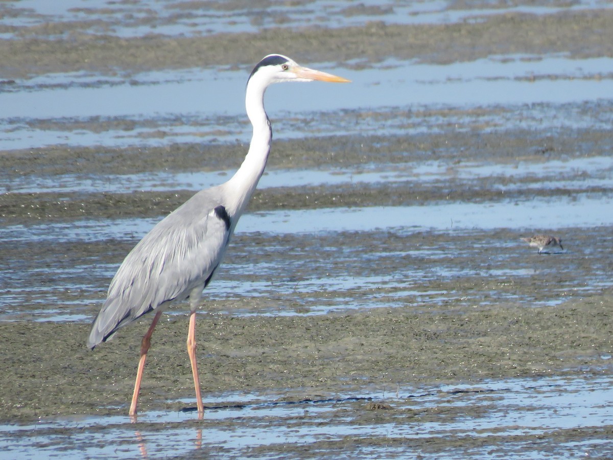Gray Heron - ML646356014