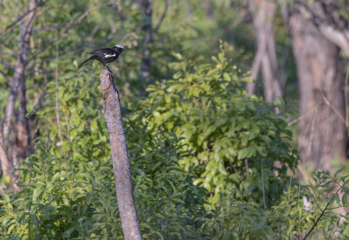 Arnot's Chat - ML646356015