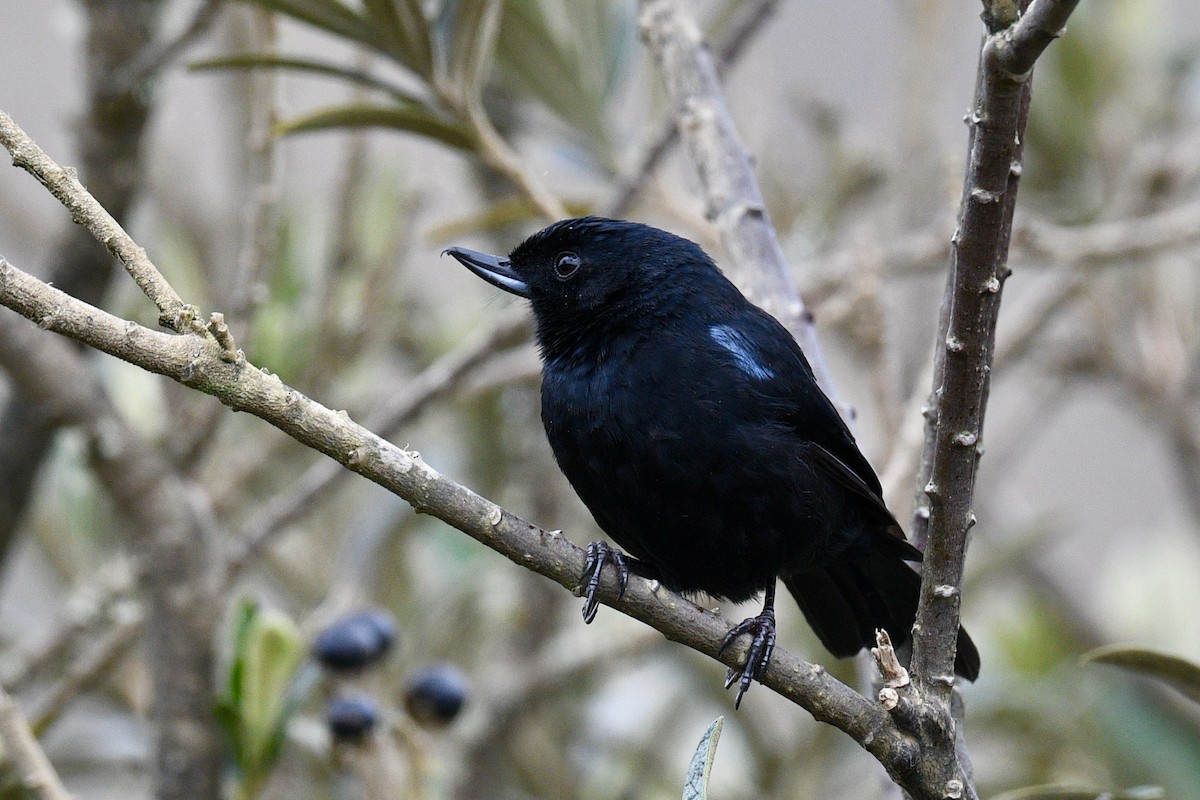 Black Flowerpiercer - ML646356016