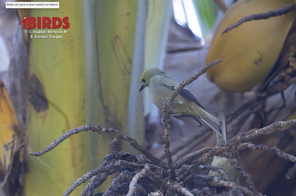 Palm Tanager - ML646356017