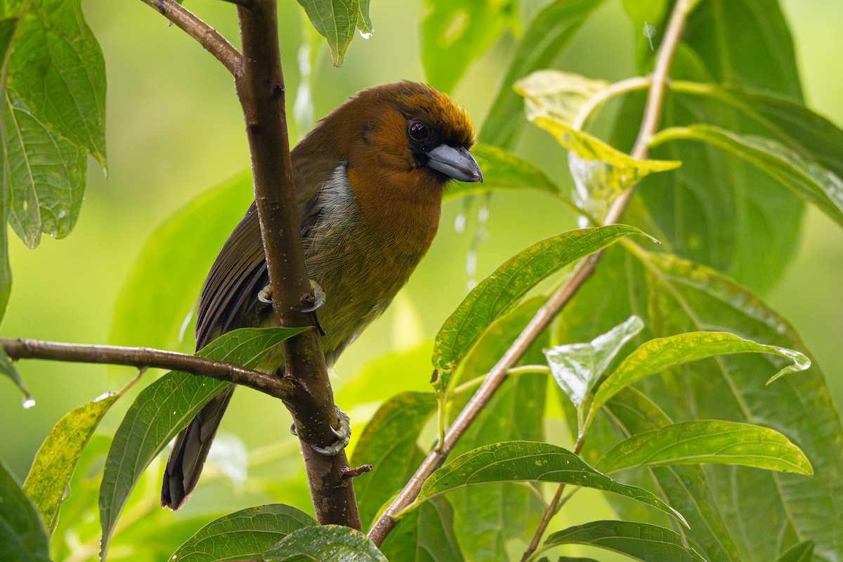 Prong-billed Barbet - ML646356018