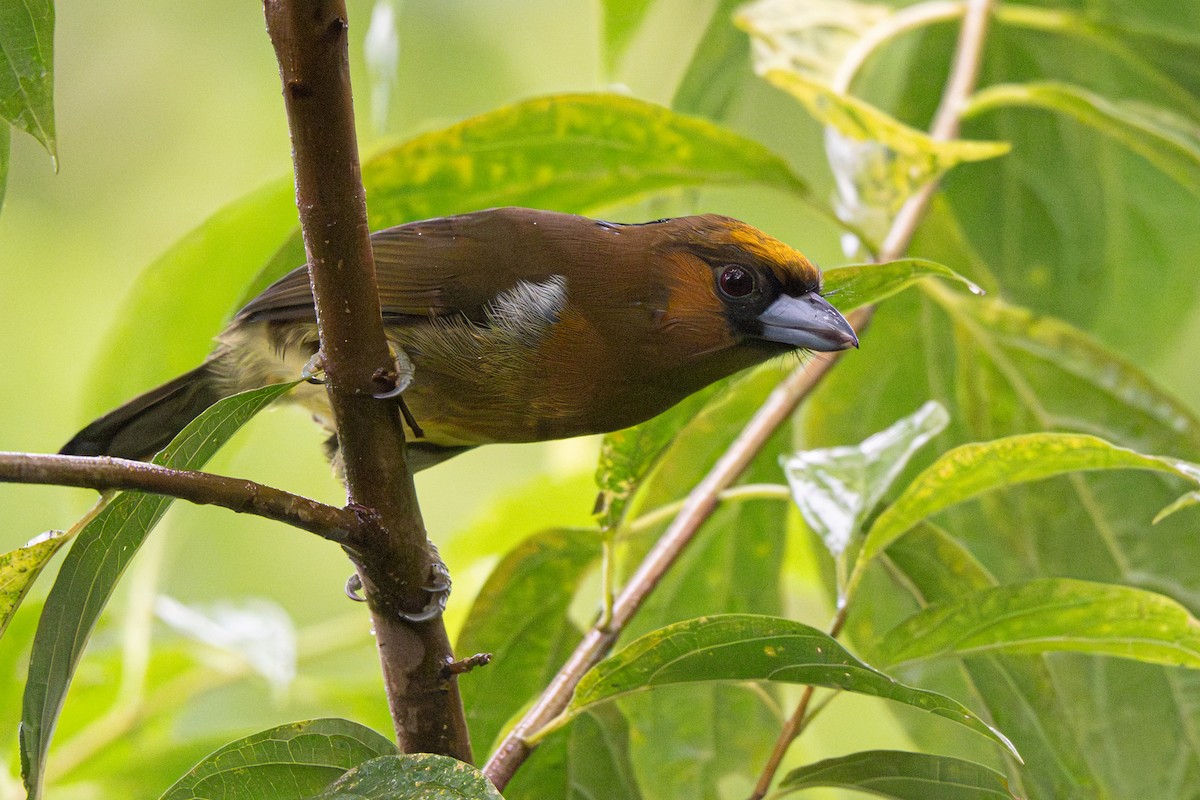 Prong-billed Barbet - ML646356019