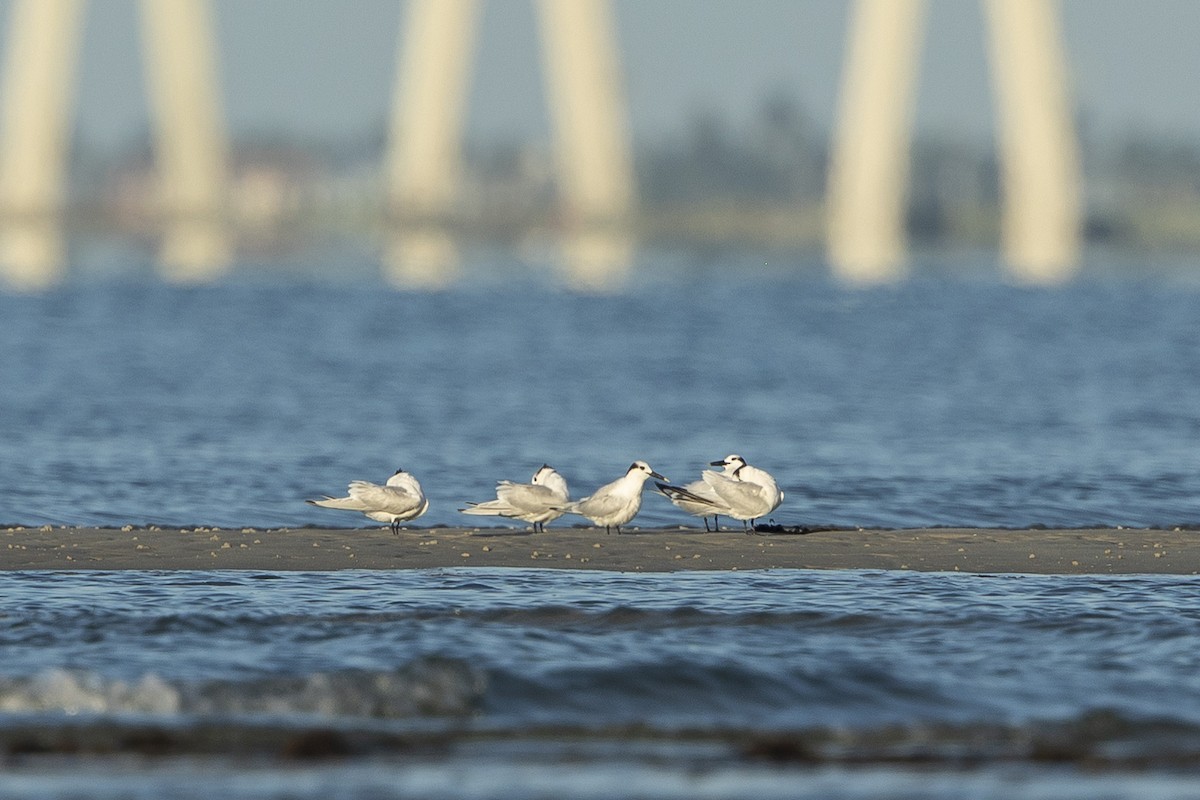 Sandwich Tern - ML646356020