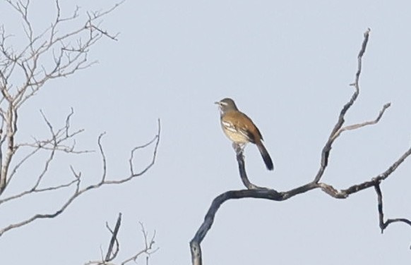 White-browed Scrub-Robin - ML646356021