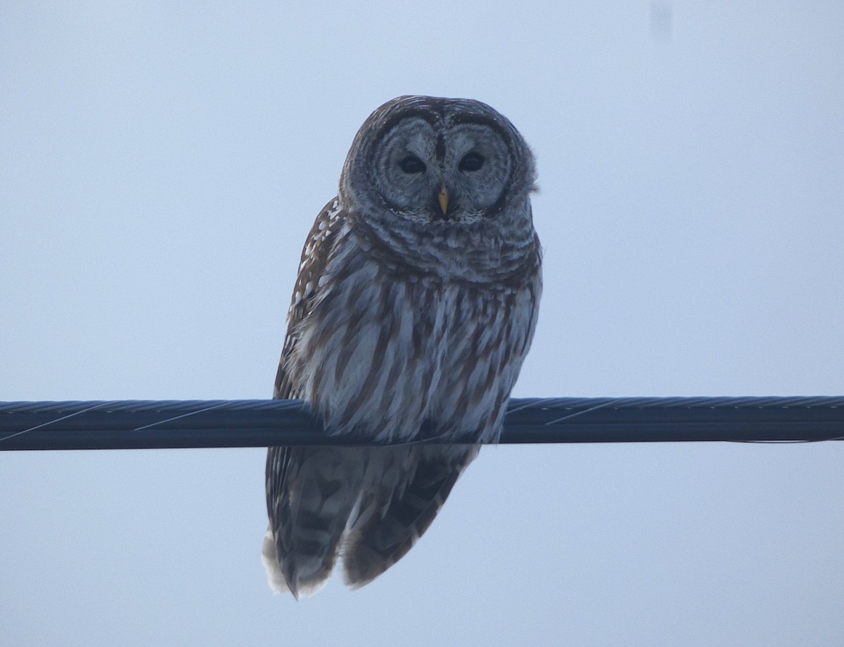 Barred Owl - ML646356022