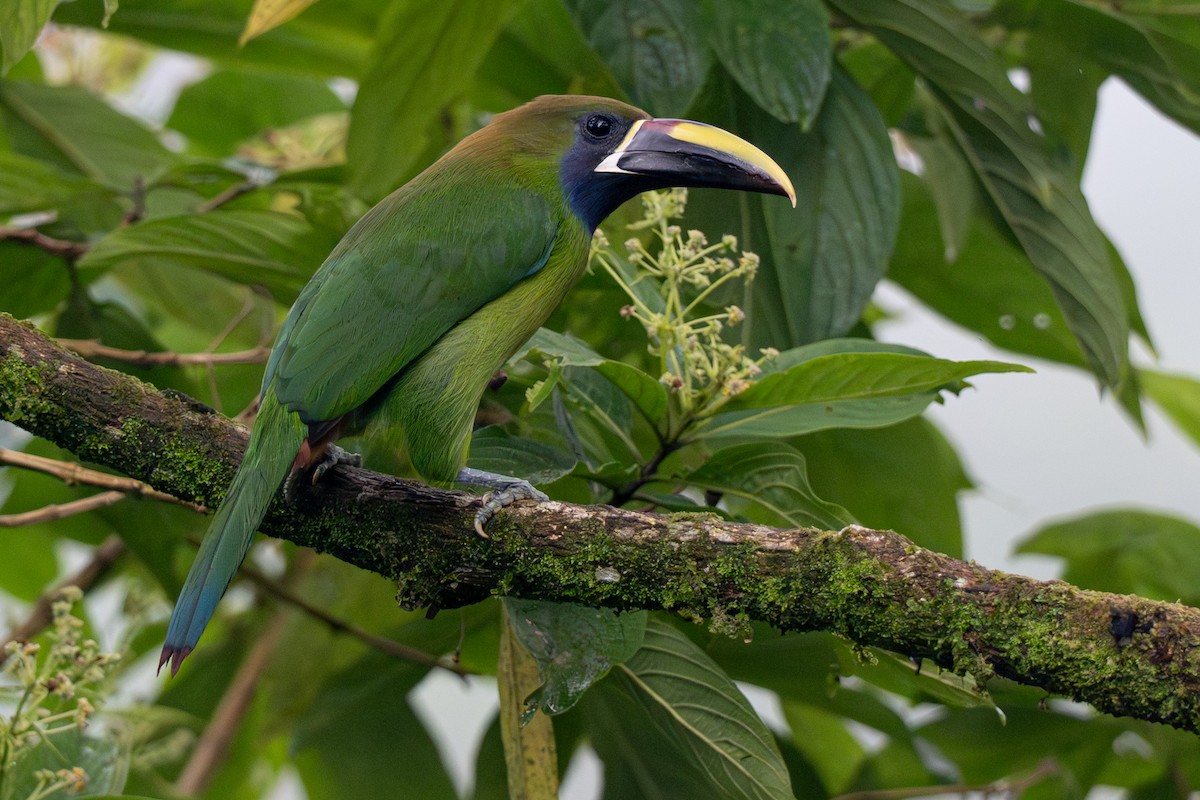 Northern Emerald-Toucanet - ML646356023