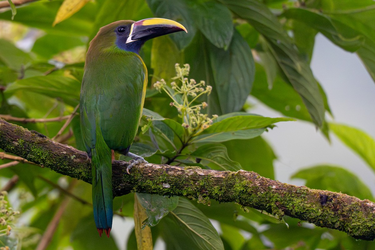 Northern Emerald-Toucanet - ML646356024