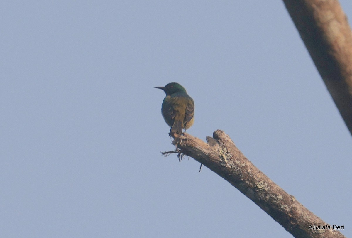 Blue-throated Brown Sunbird - ML646356025