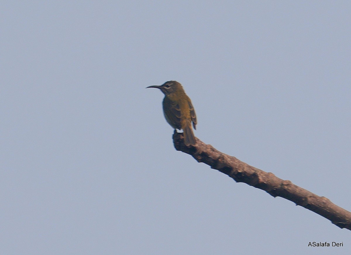 Blue-throated Brown Sunbird - ML646356026