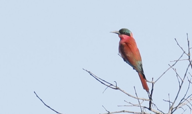 Southern Carmine Bee-eater - ML646356027