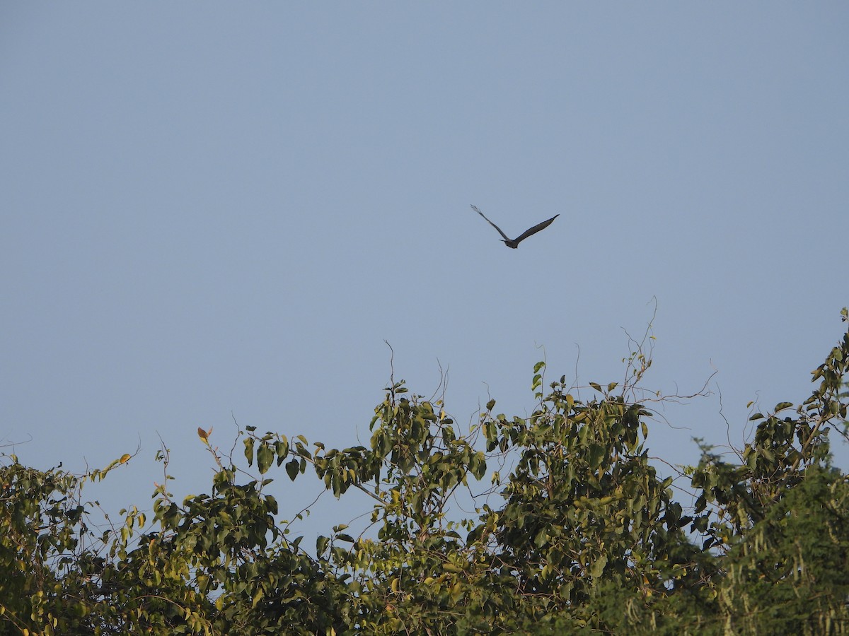Oriental Honey-buzzard - ML646356028