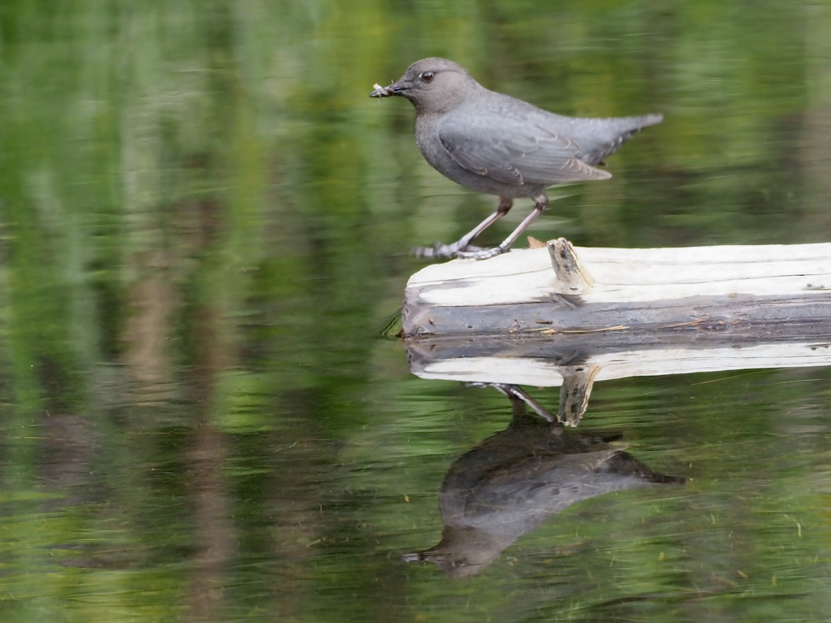 American Dipper (Northern) - ML646356029
