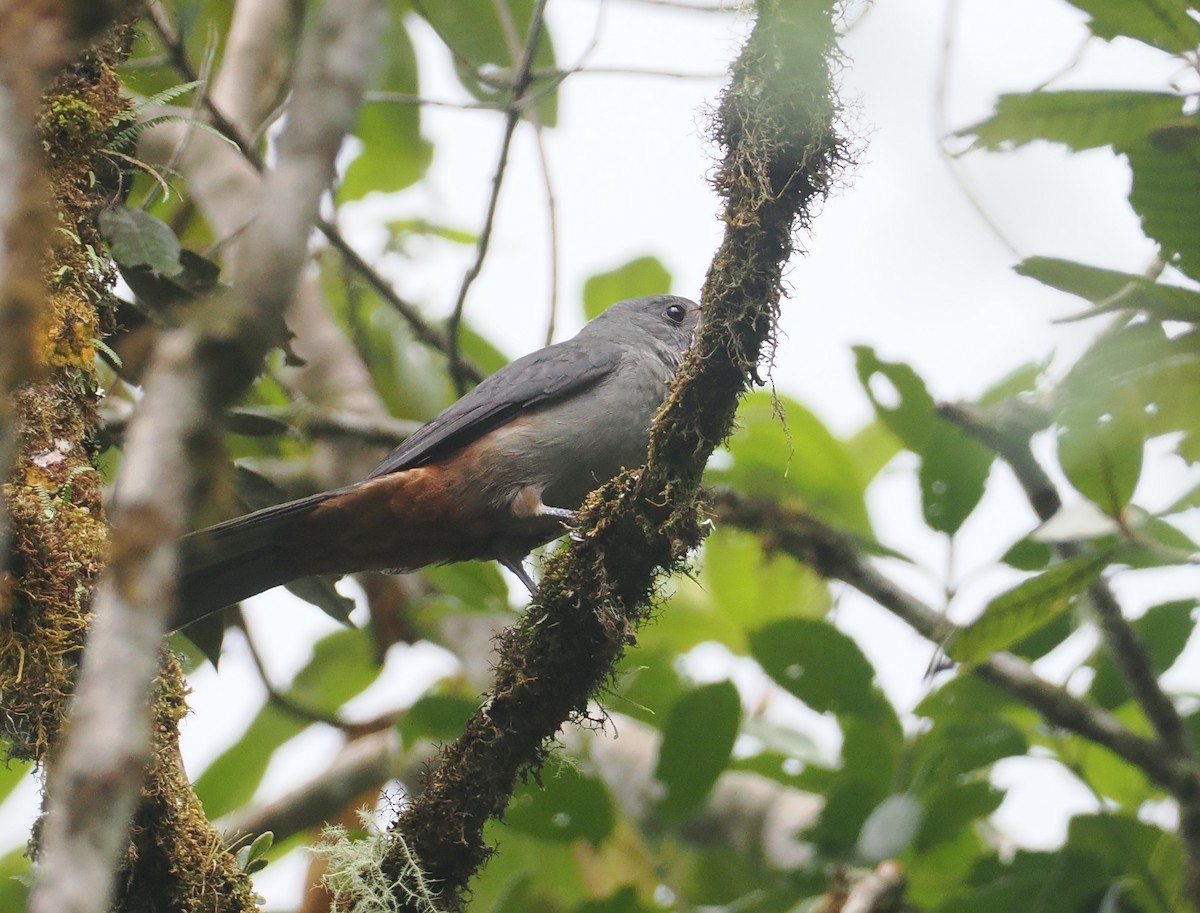 Scimitar-winged Piha - ML646356030
