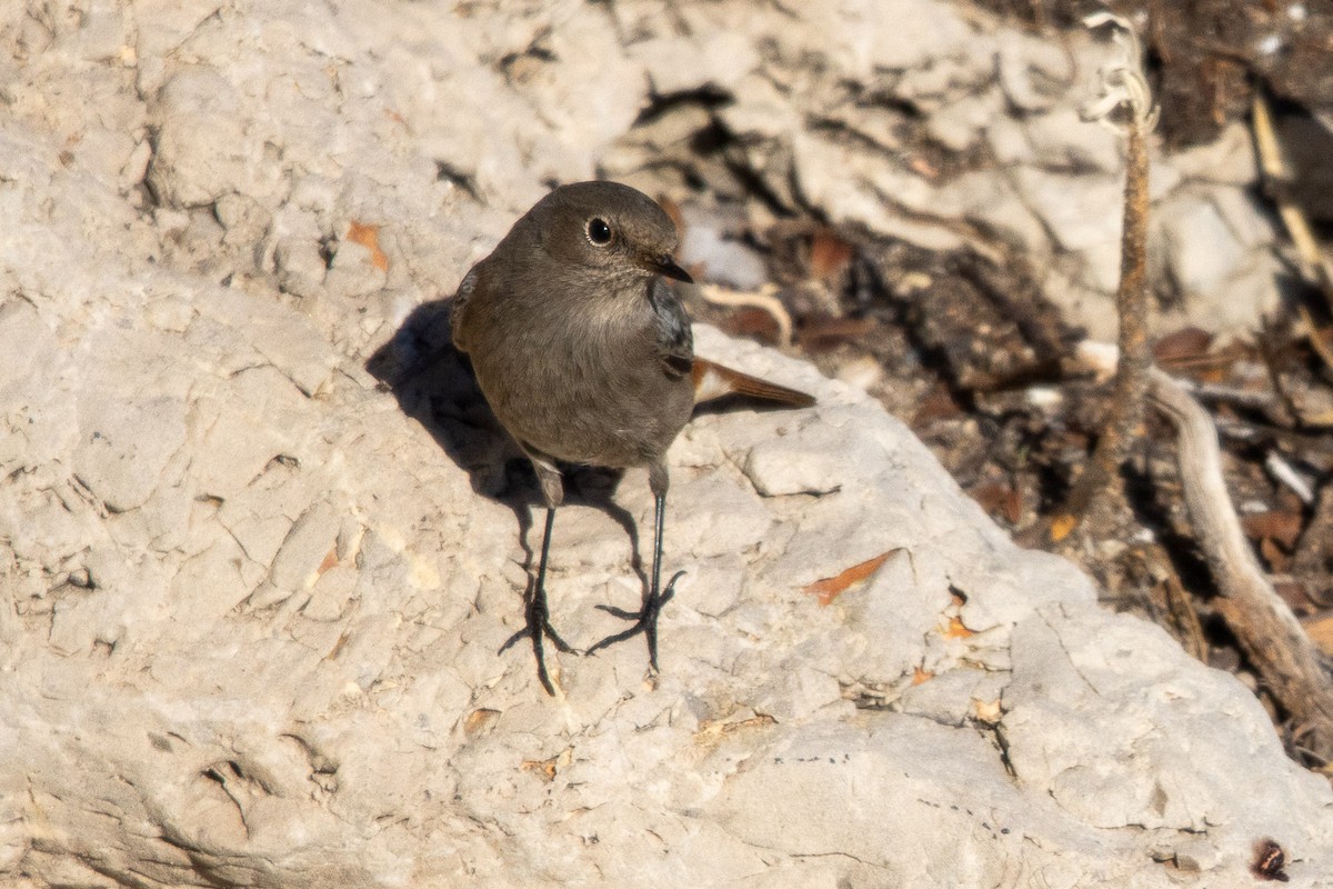 Black Redstart - ML646356031