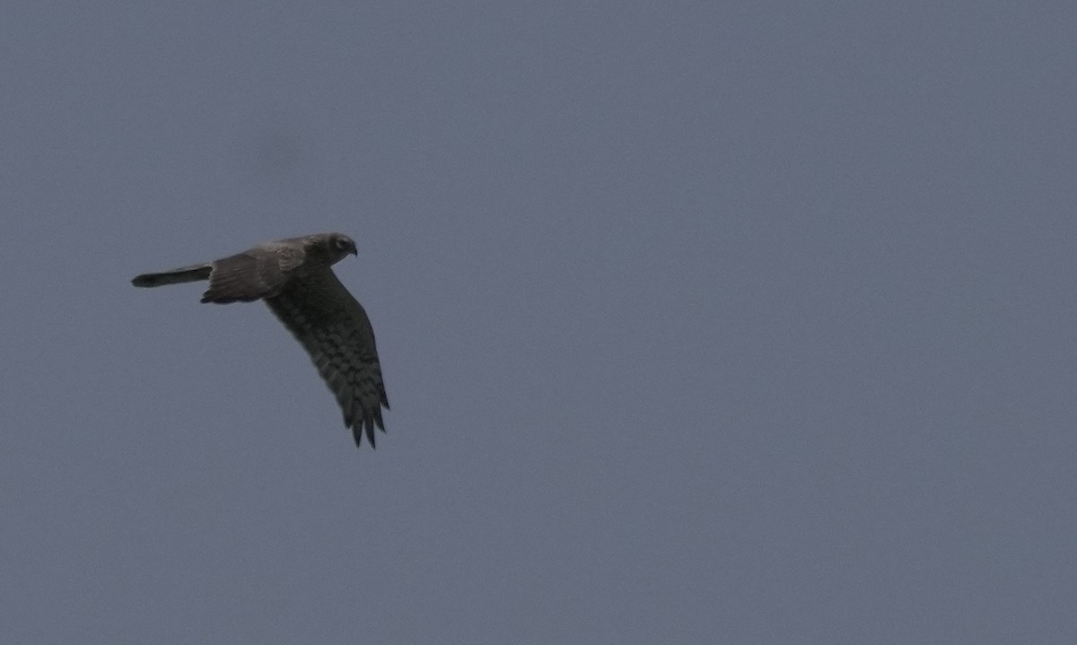 Pallid Harrier - ML646356032