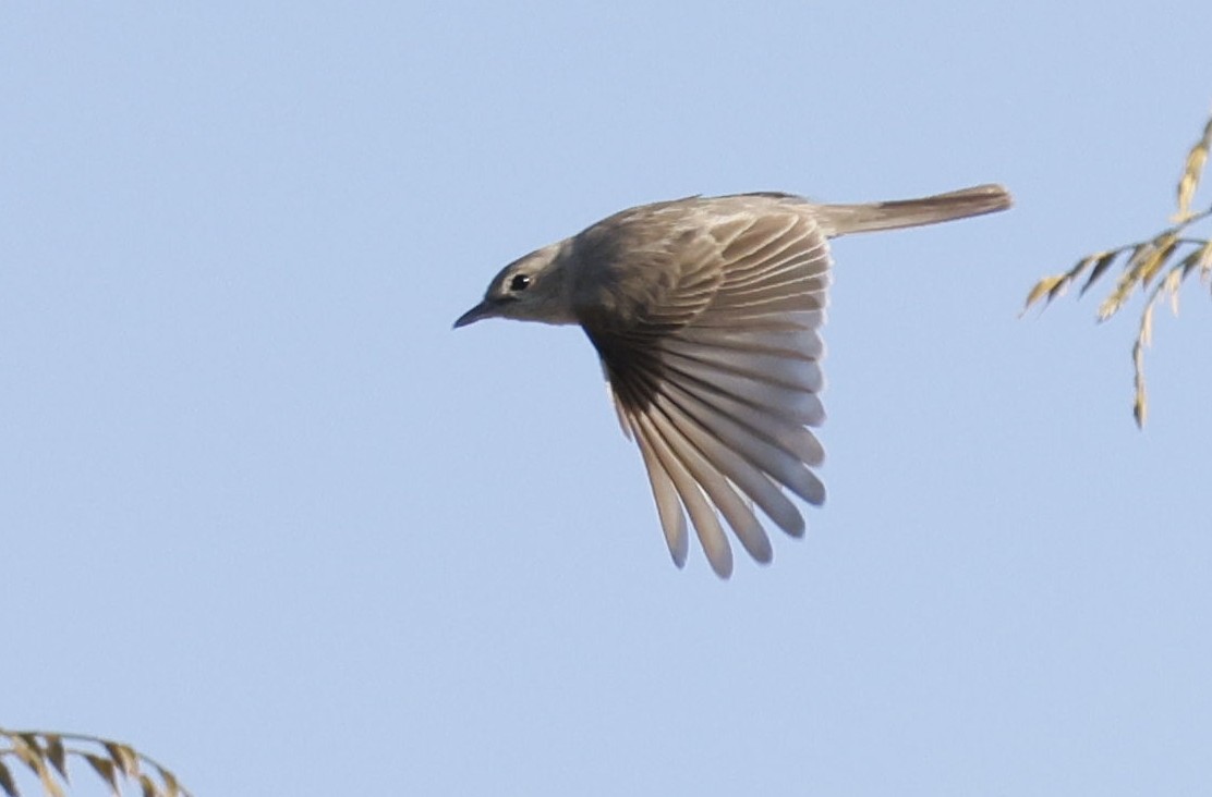 Pale Flycatcher - ML646356033