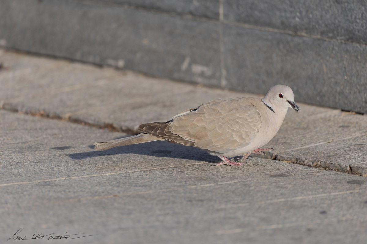 Eurasian Collared-Dove - ML646356034