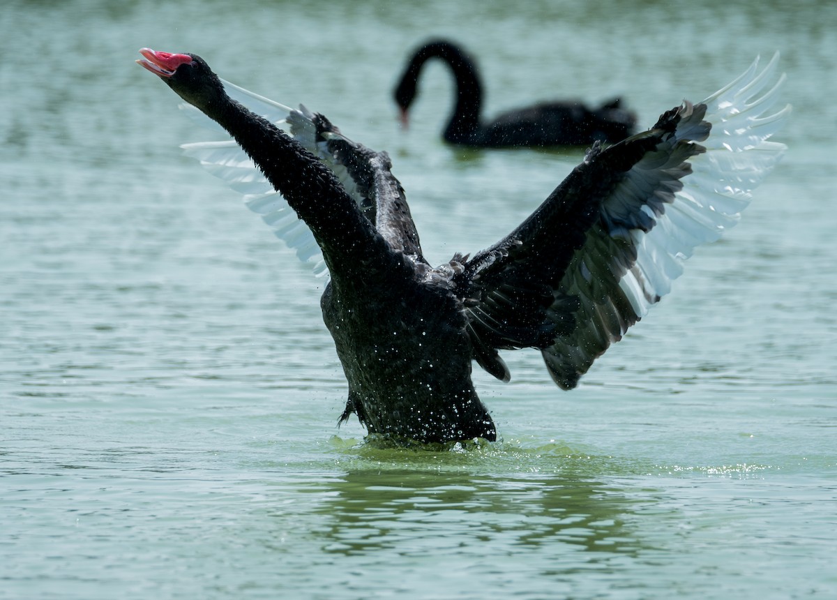 Black Swan - ML646356035