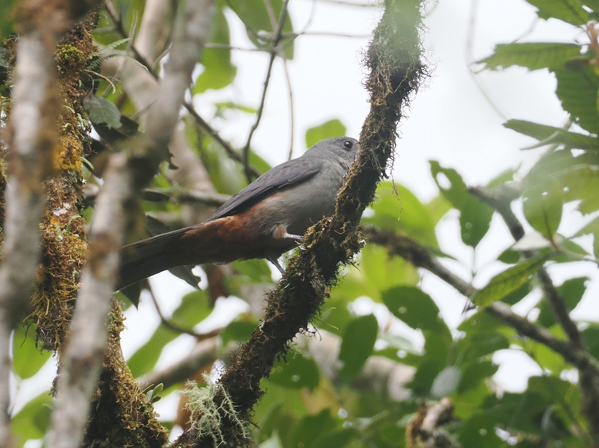 Scimitar-winged Piha - ML646356036