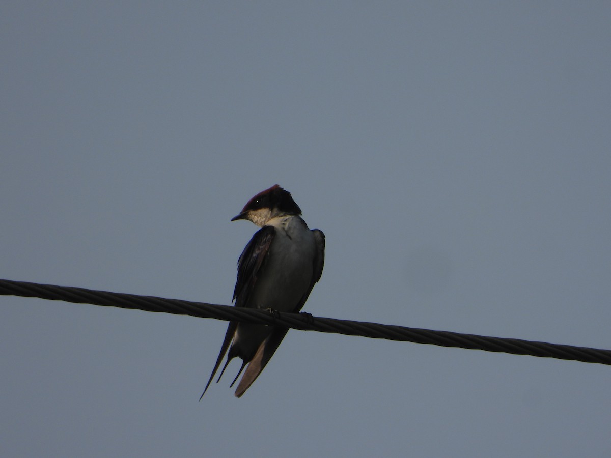 Wire-tailed Swallow - ML646356037
