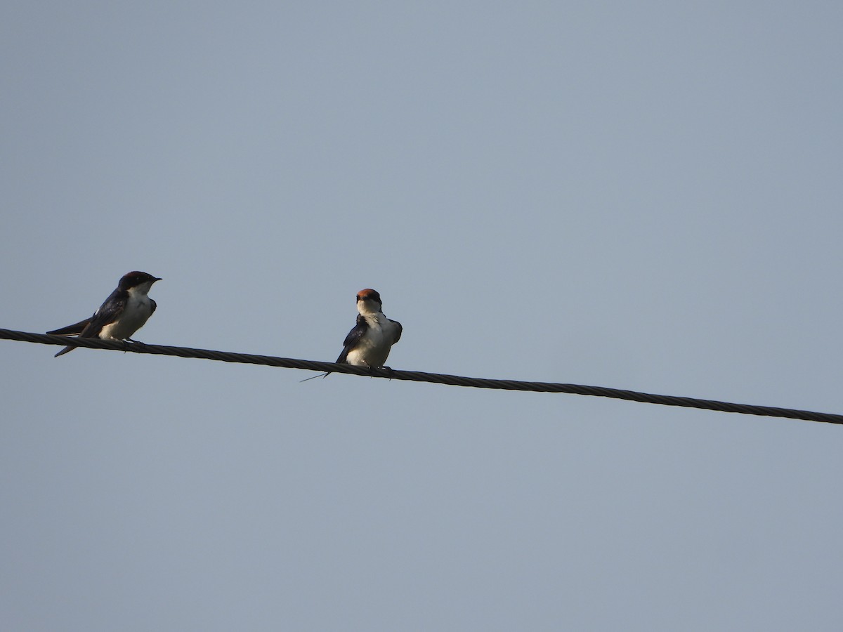 Wire-tailed Swallow - ML646356038