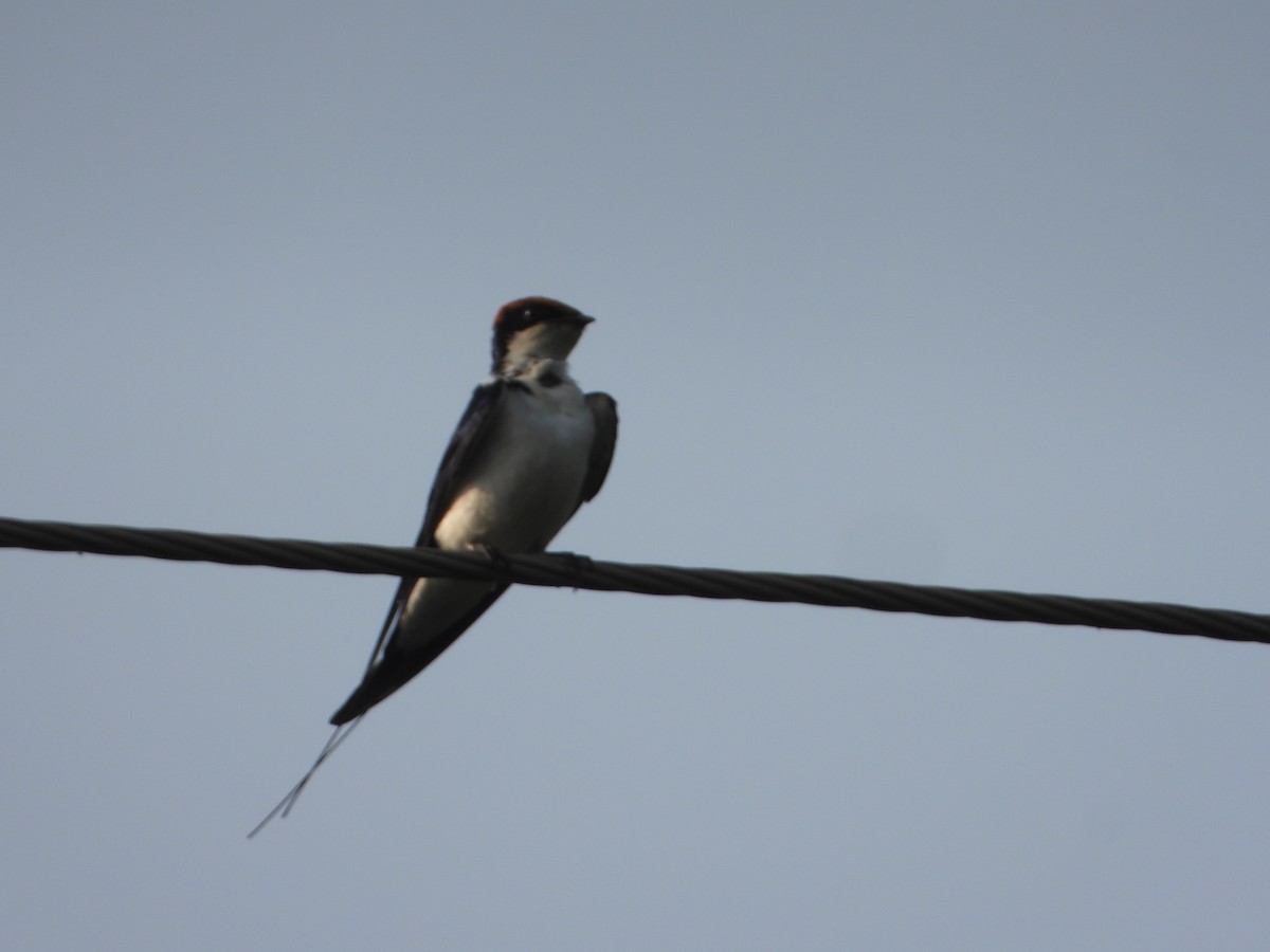 Wire-tailed Swallow - ML646356039
