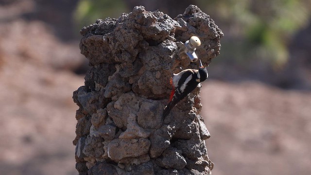 Pico Picapinos (Canario) - ML646356040