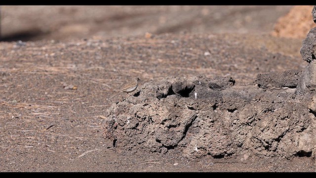 Bisbita Caminero - ML646356043