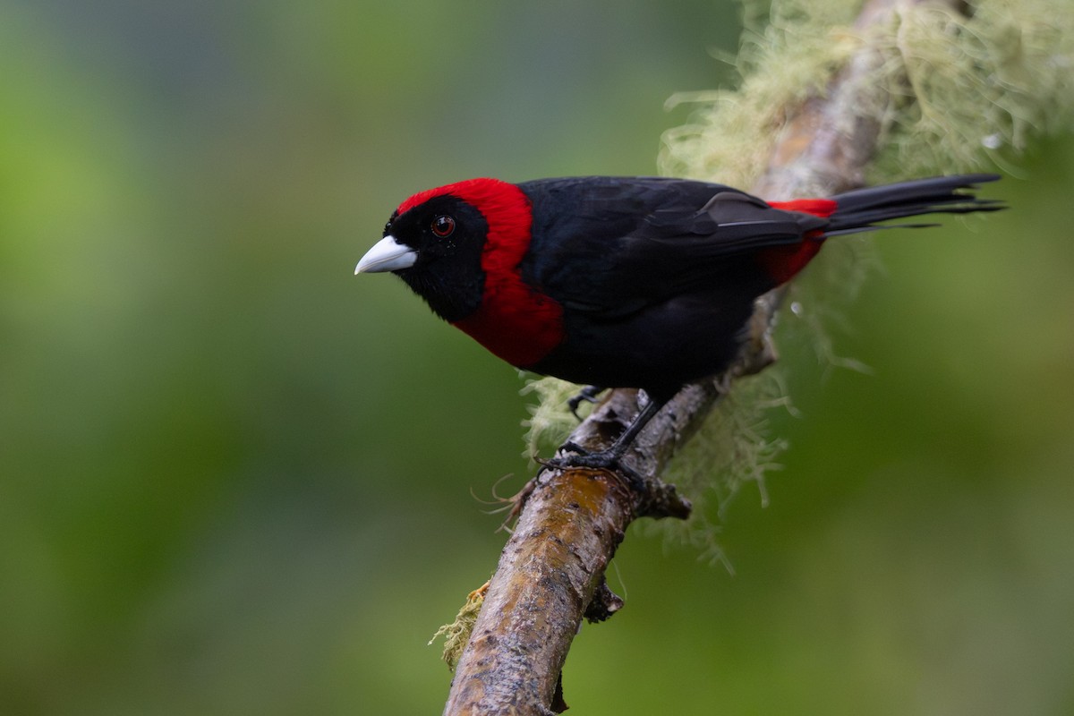 Crimson-collared Tanager - ML646356045