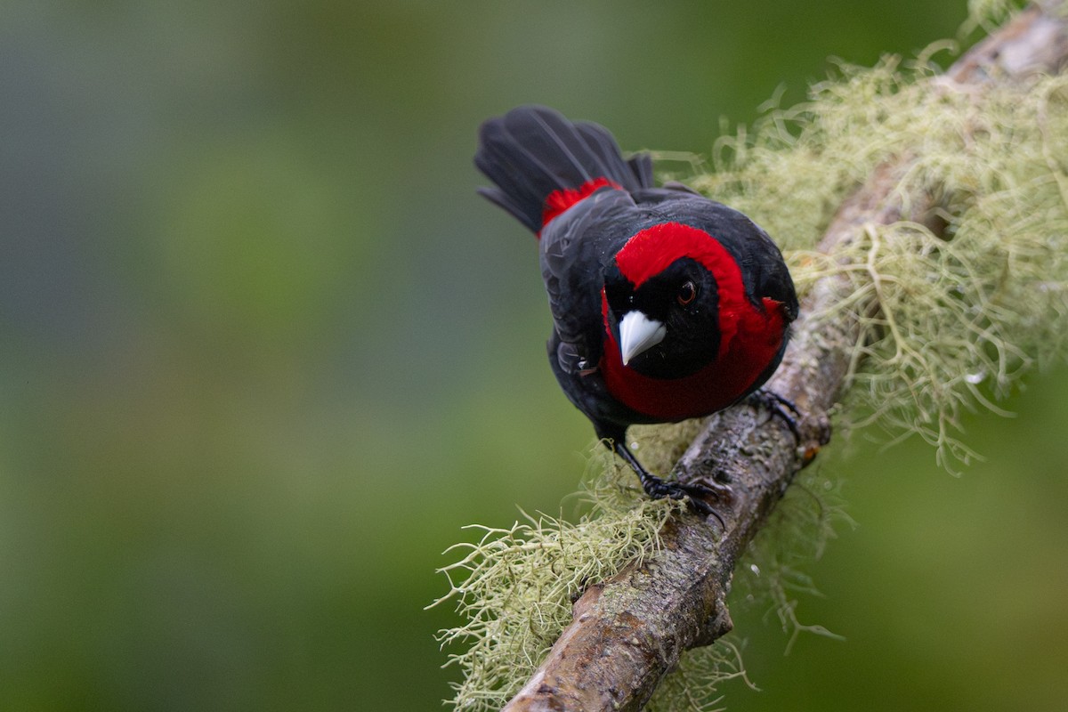 Crimson-collared Tanager - ML646356046