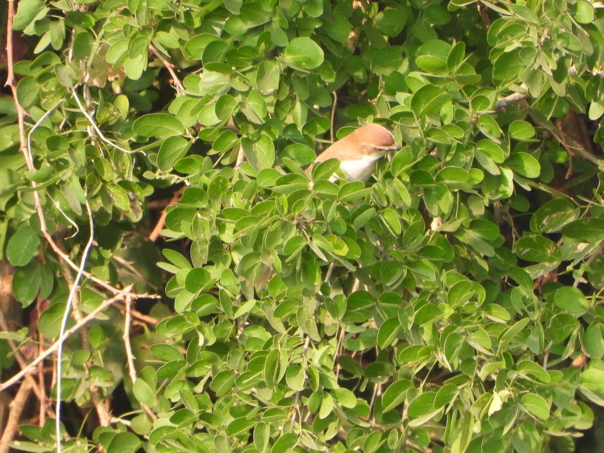 Yellow-eyed Babbler - ML646356054