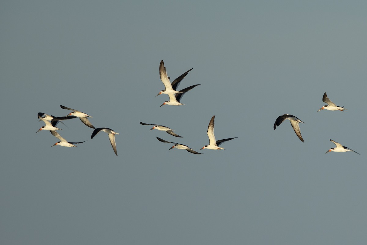 Black Skimmer - ML646356063