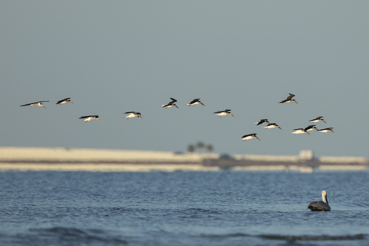 Black Skimmer - ML646356064