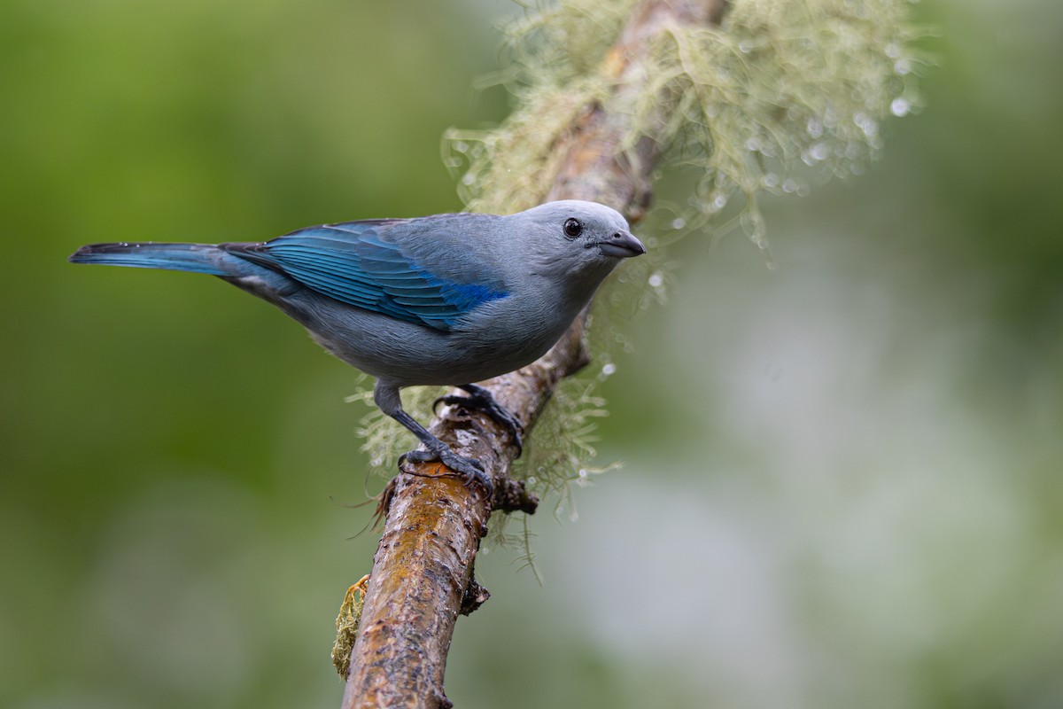 Blue-gray Tanager - ML646356065