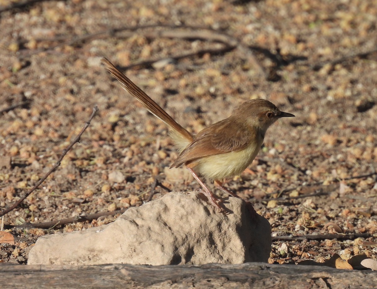 Black-chested Prinia - ML646356069