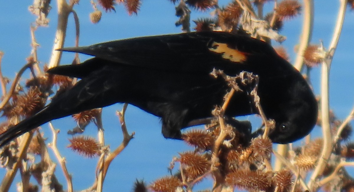 Red-winged Blackbird - ML646356070