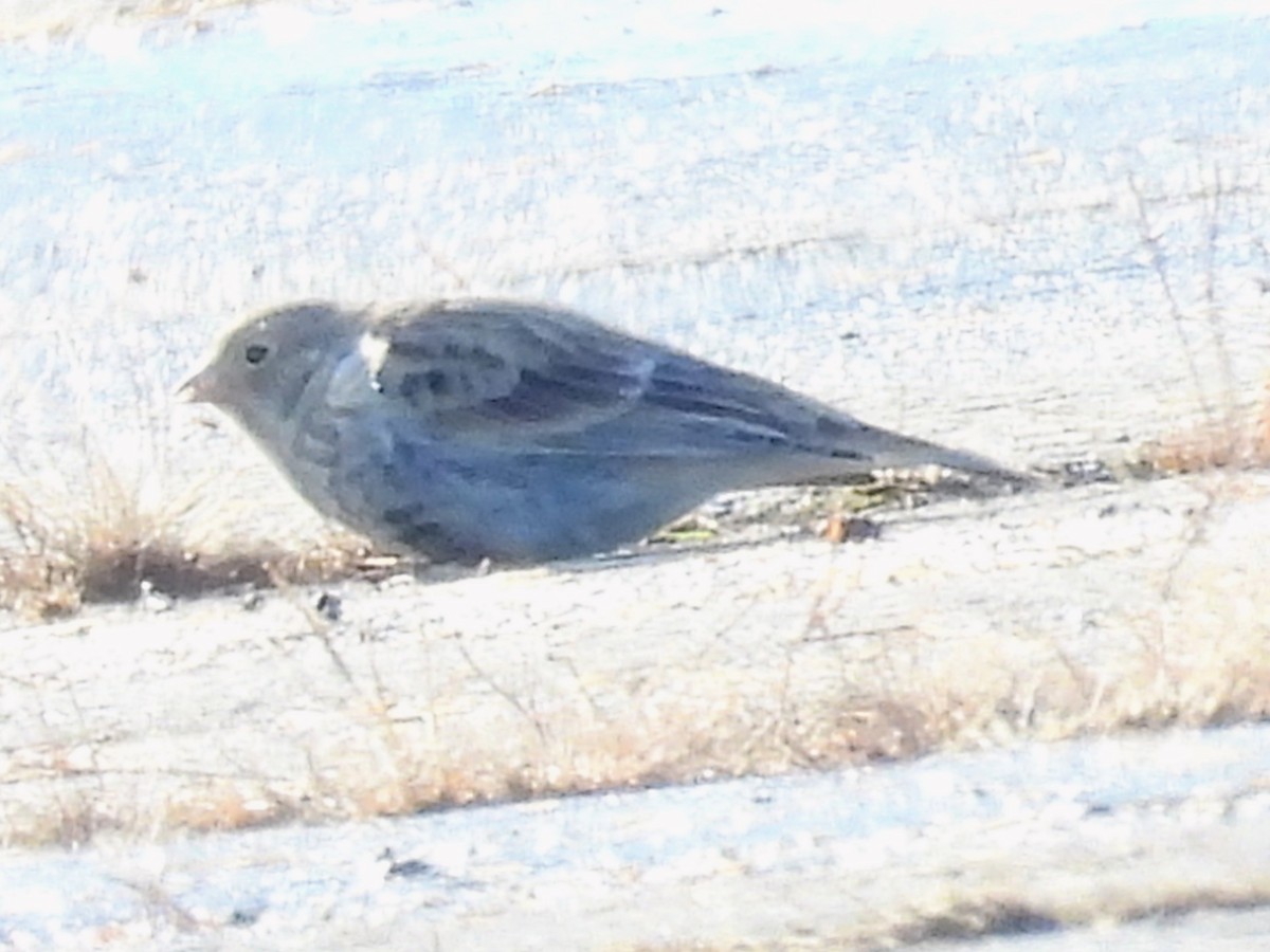 Chestnut-collared Longspur - ML646356071