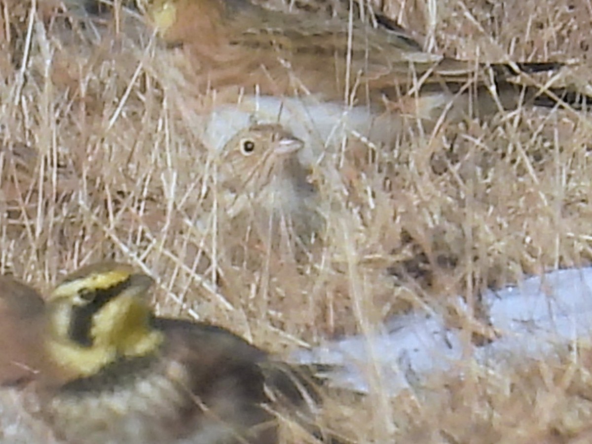 Chestnut-collared Longspur - ML646356072